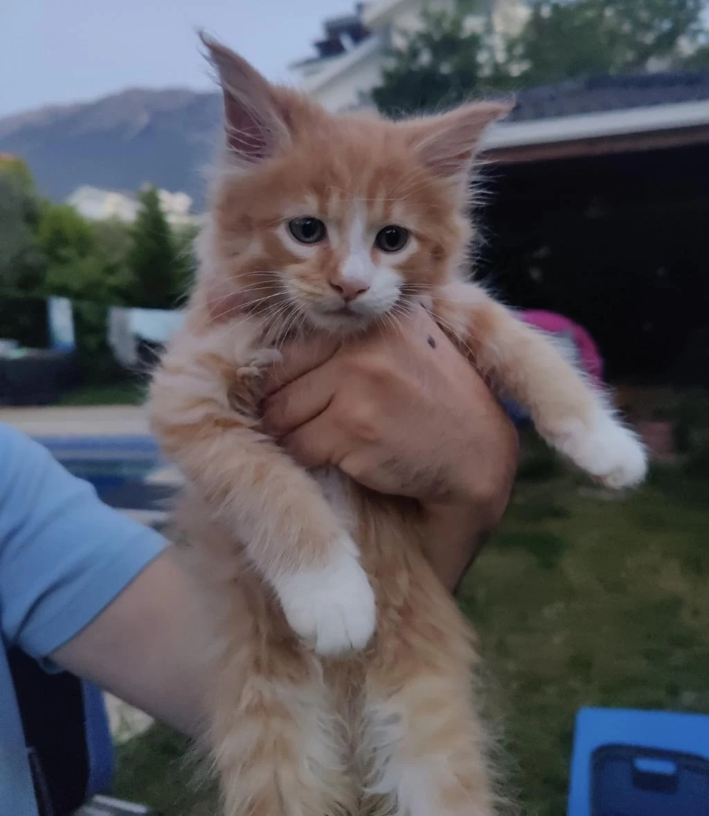 Xxxl Maine Coon Erkek
