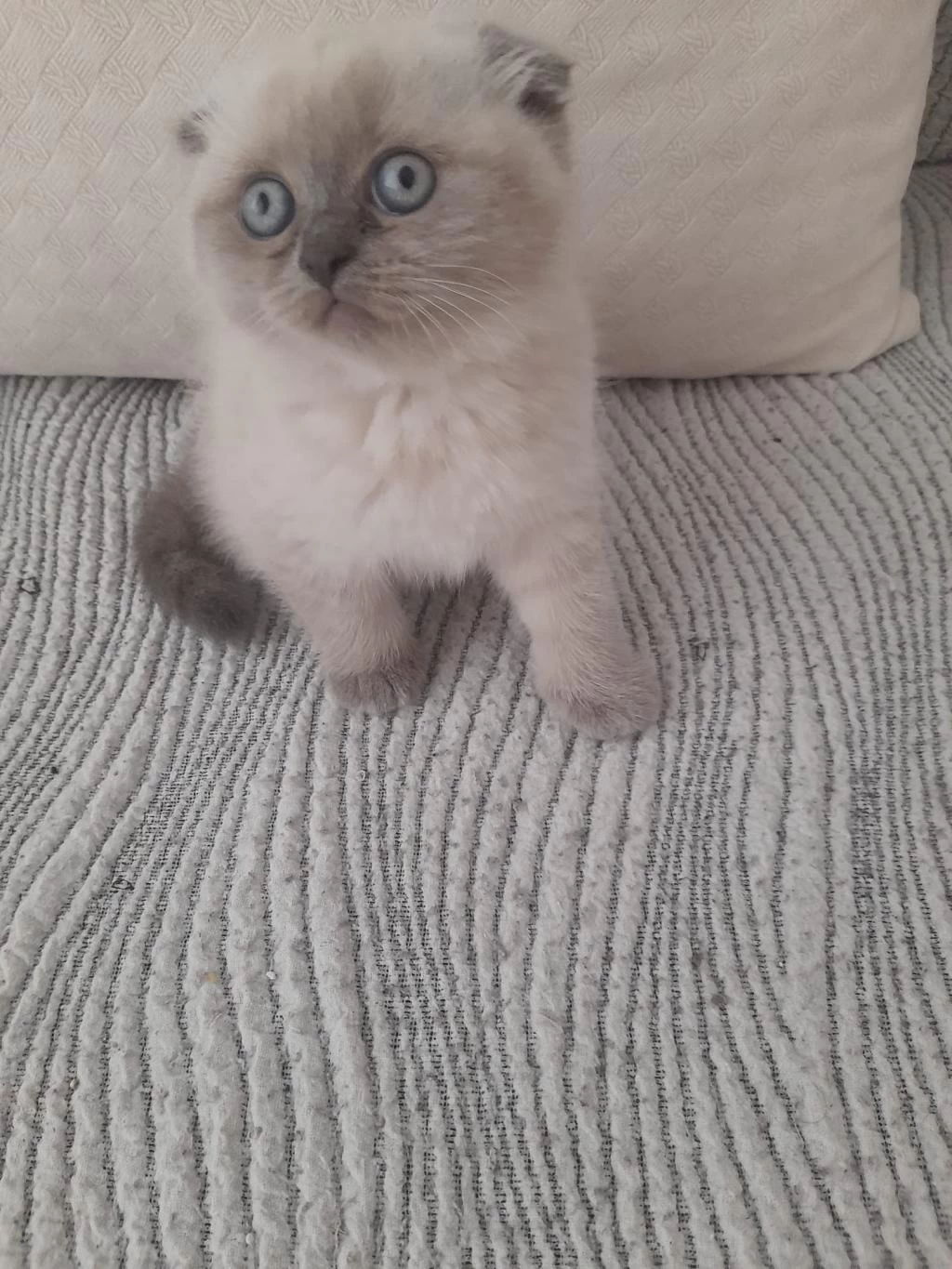 Erkek Scottish Fold Beyaz