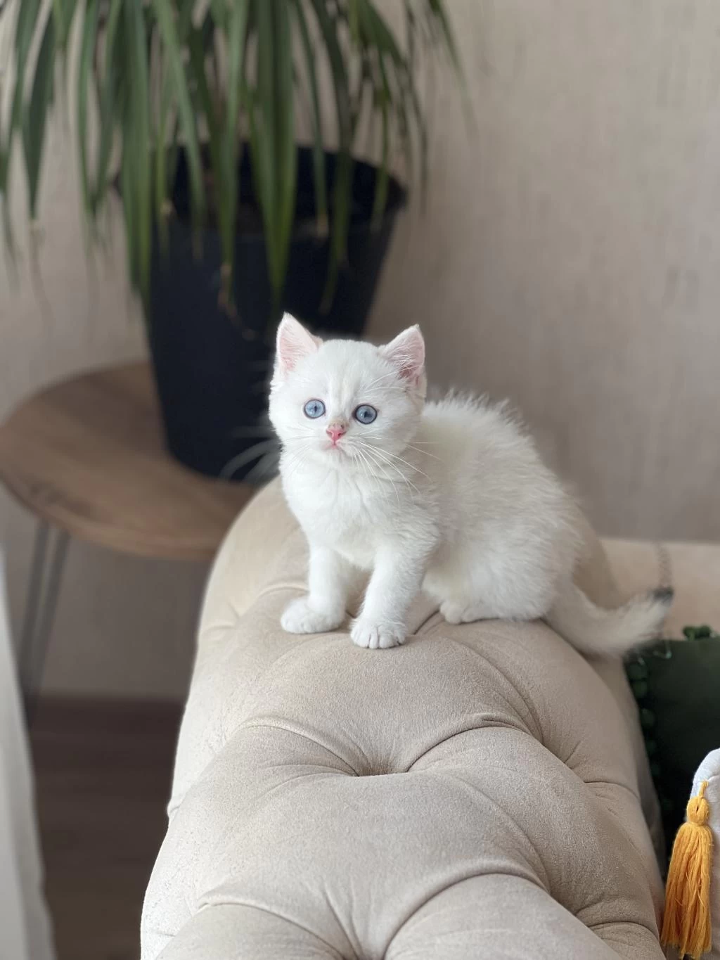 Harika Göz Rengi Beyaz British Shorthair Yavrum