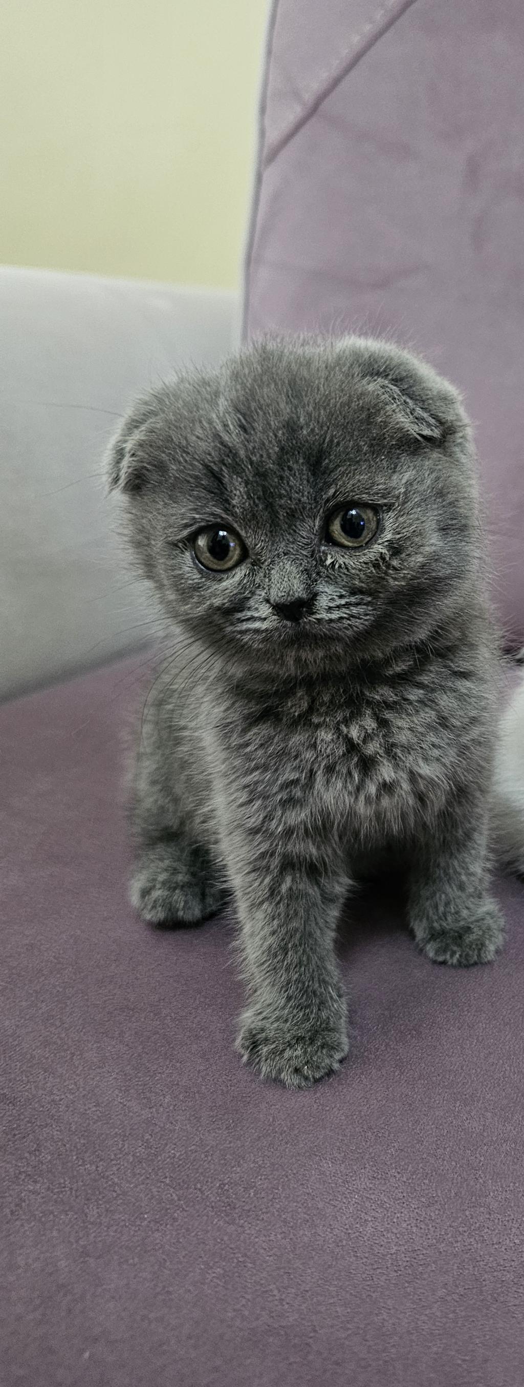 Scottish Fold Yavrumuz