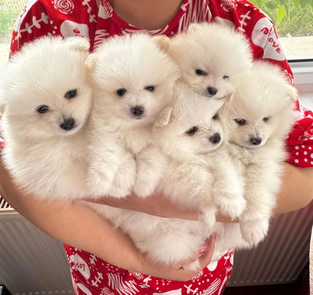 Pomeranian (tilki Ve Ayı Suratlının Melezleri)