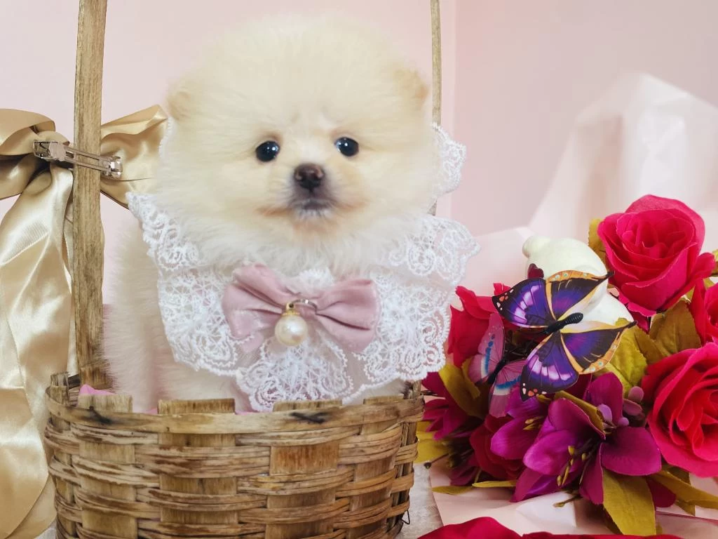 Pomeranian Boo Dişi Ve Erkek Yavrular