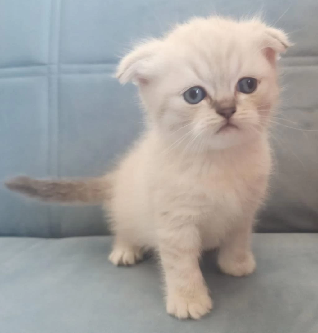 Scottish Fold Blue Point Yavru