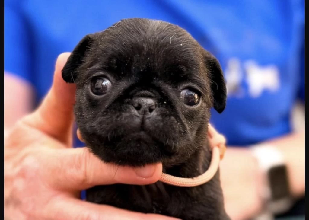 Harika Pug Safkan Yavrumuz