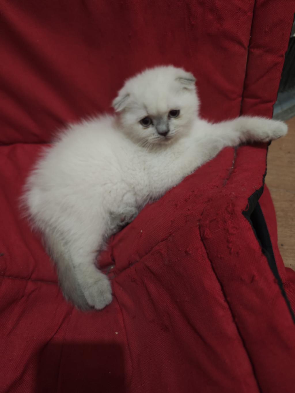 Scottish Fold Dişi Acil Sahiplendirilecek
