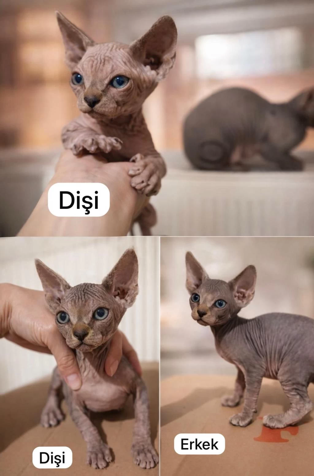 Nadir İrk Kanada Sphynx Yavrularımız