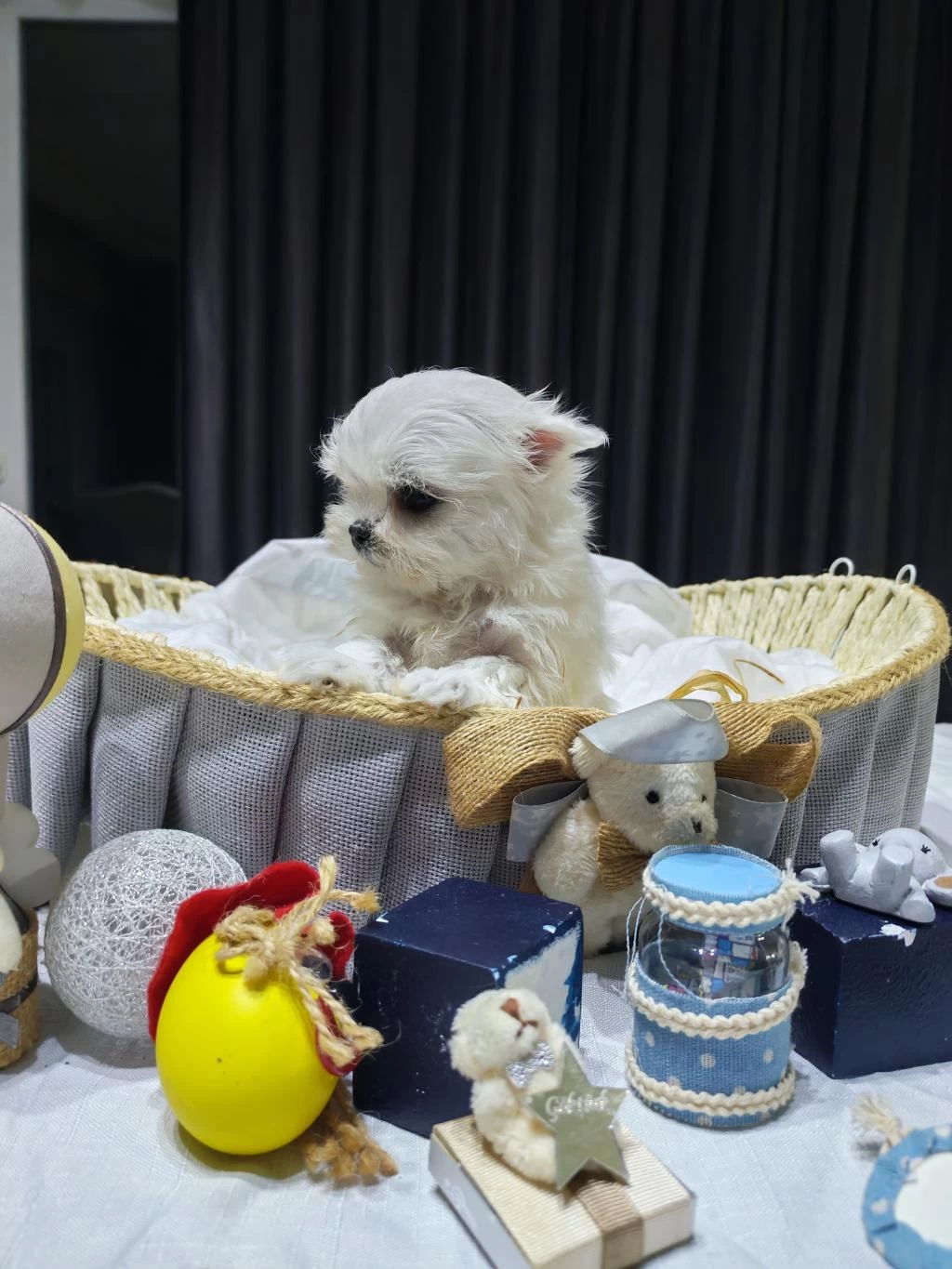 A Scrli Babadan Kore Maltese Bebekler