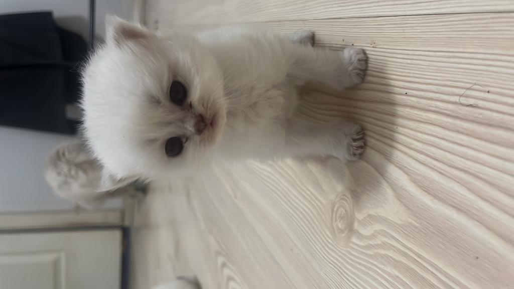 British Shorthair (açiklamayi Okuyun)