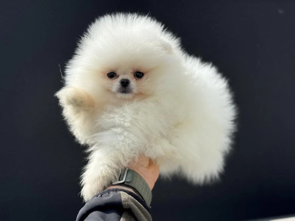Tea Cup Teddy Face Pomeranian Petmode Den