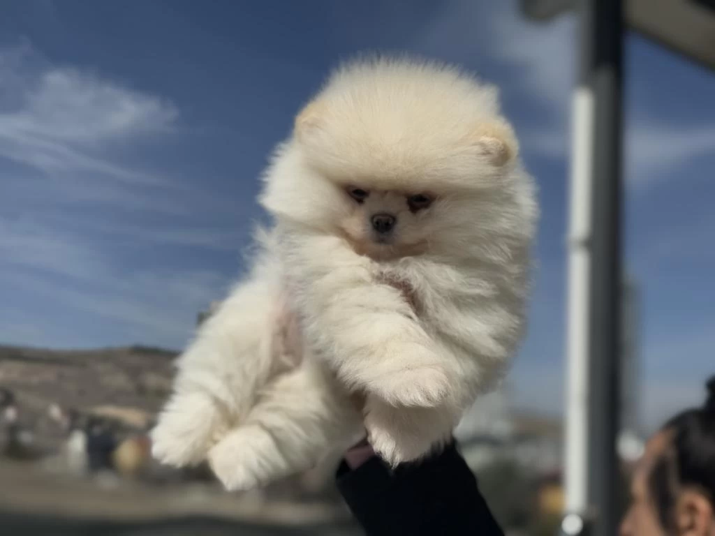 Çok Özel Teddy Face Pomeranian Yavrularımız