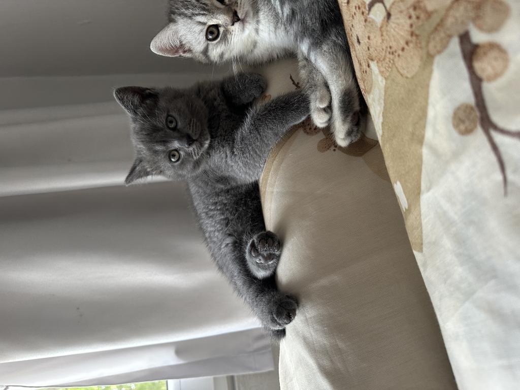 Özel Bakımlı 2 Aylık Dişi British Shorthair