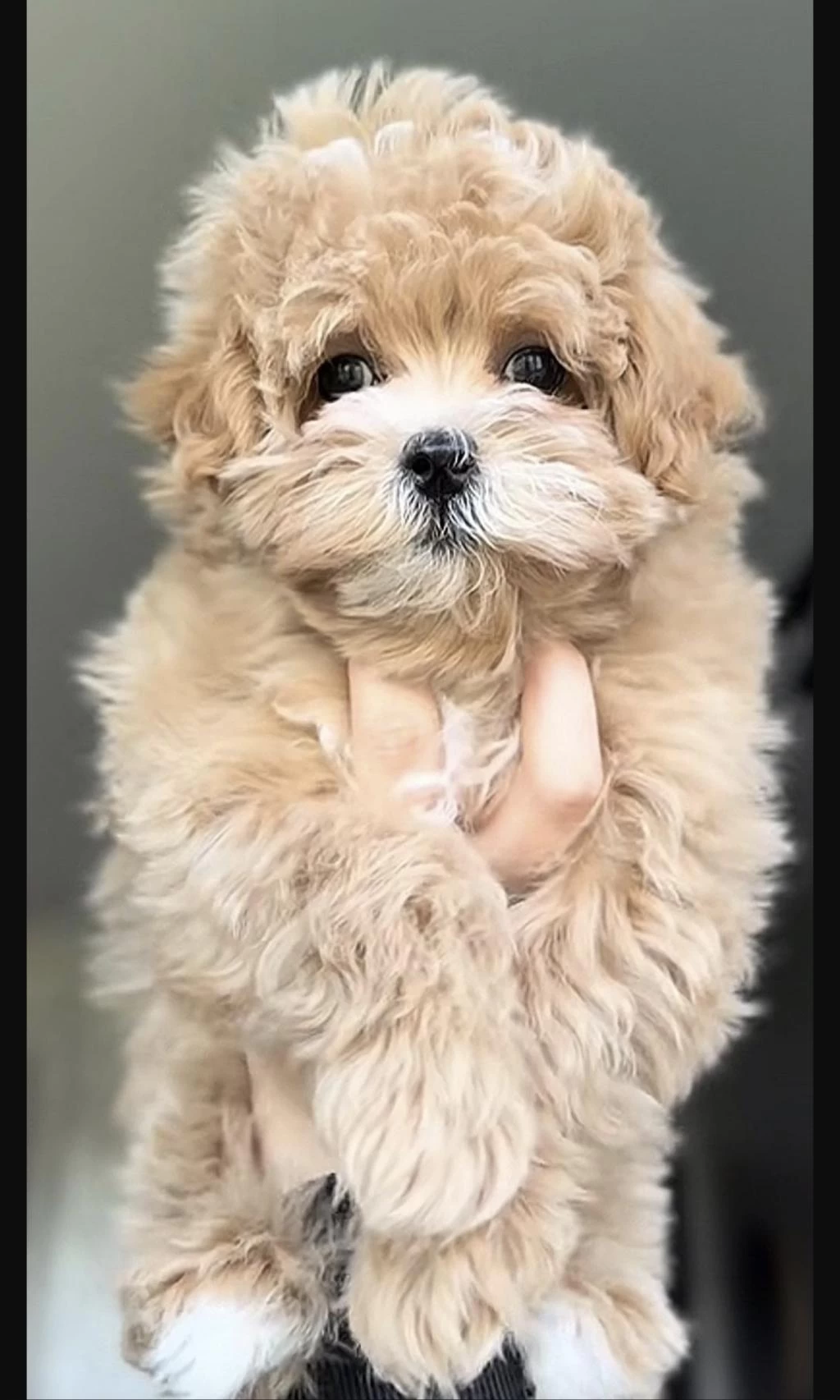 Maltipoo Safkan Bebeklerimiz