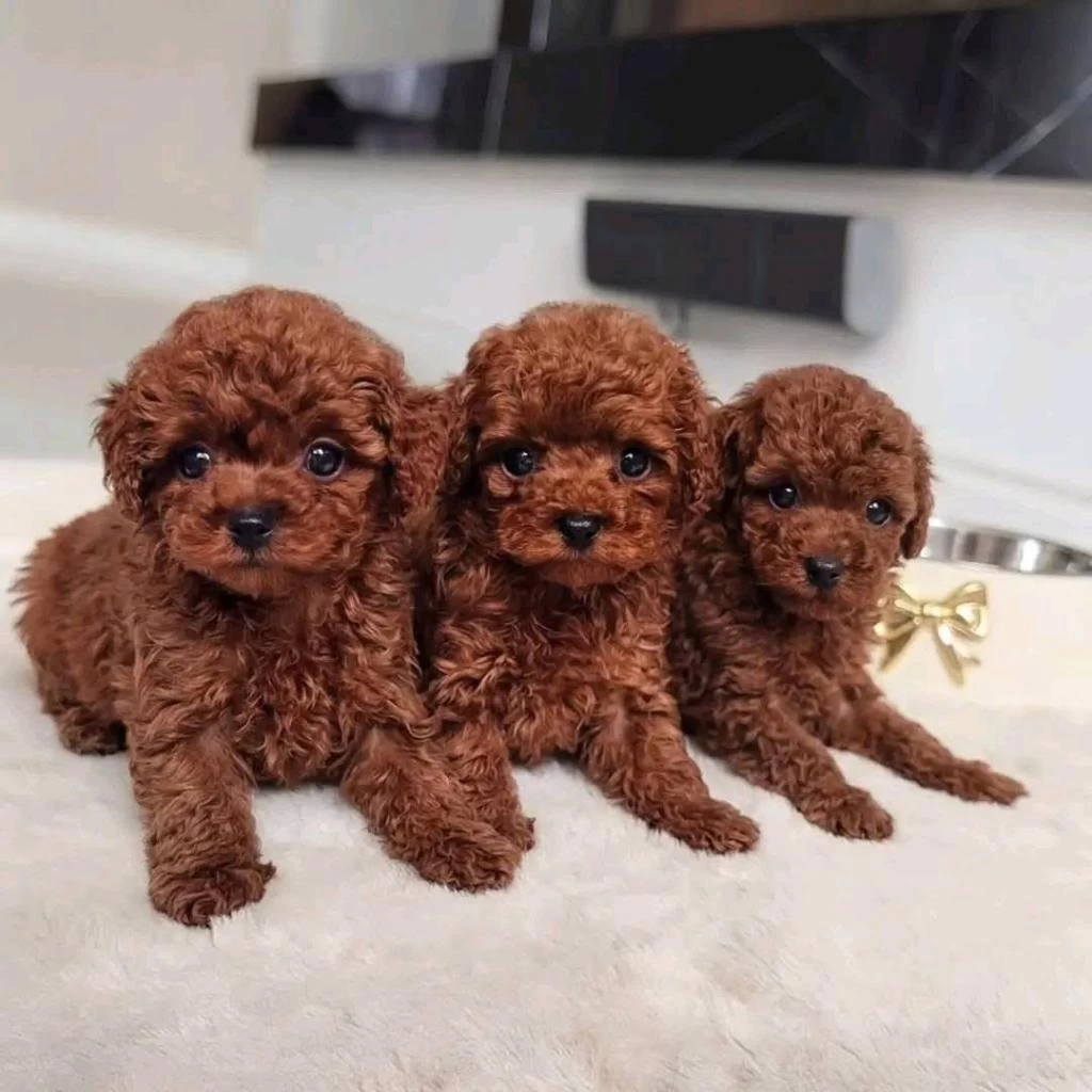 Kore Teacup Boy Toy Poodle Yavrular Türkiyenin İyileri
