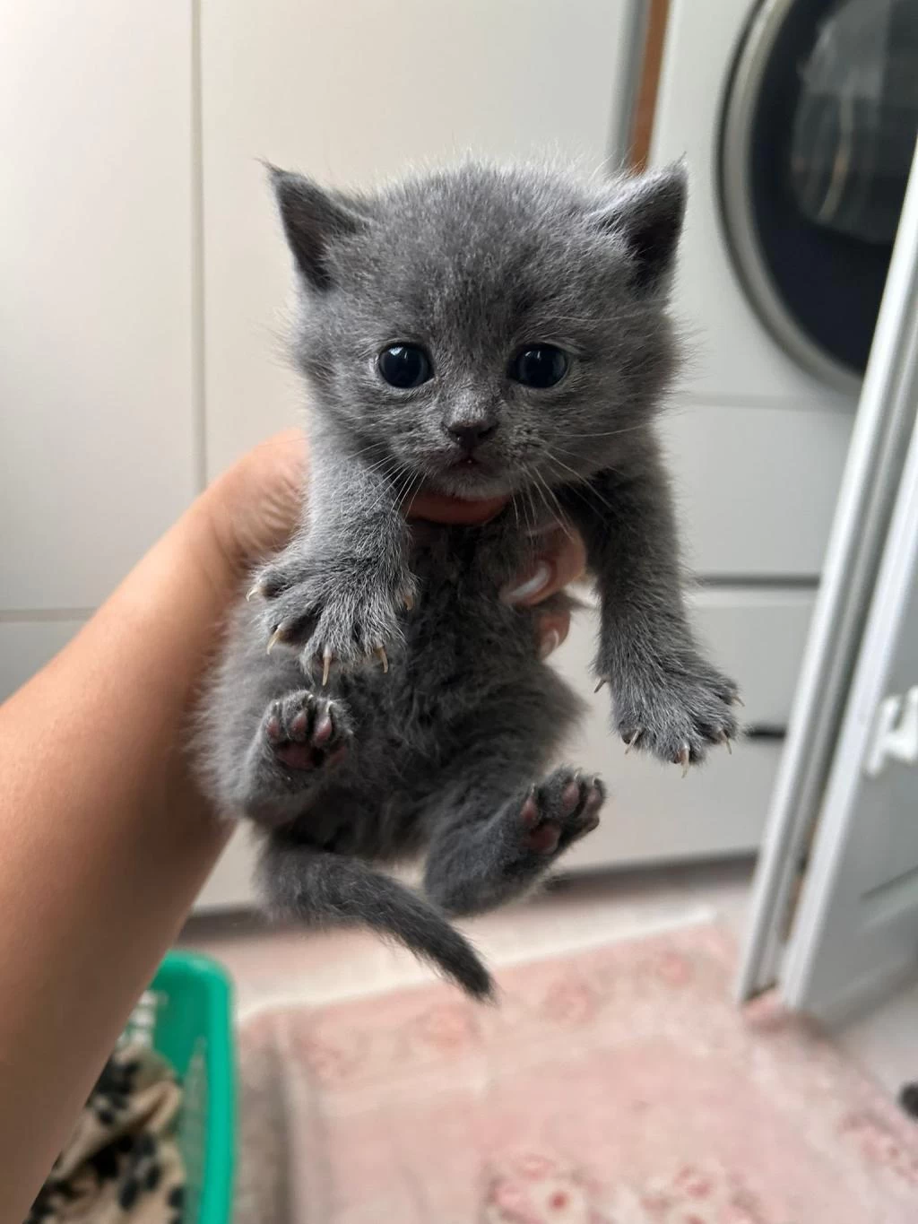 1 Aylık British Shorthair