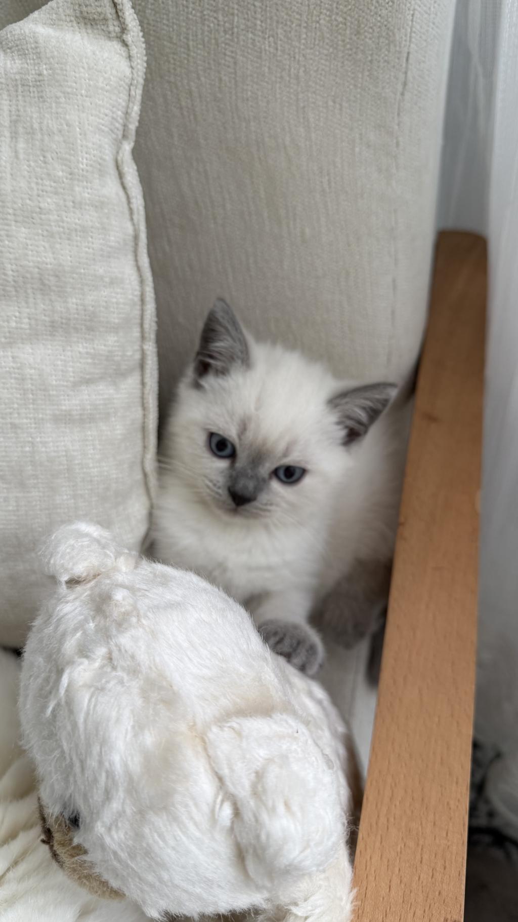 British Shorthair 55 Günlük Erkek