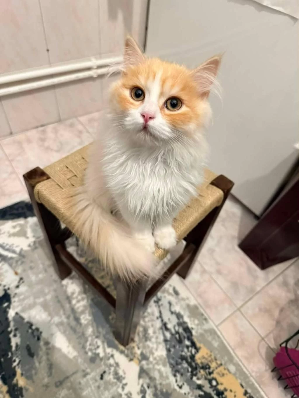 7 Aylık British Longhair Kısır Değil Uysal