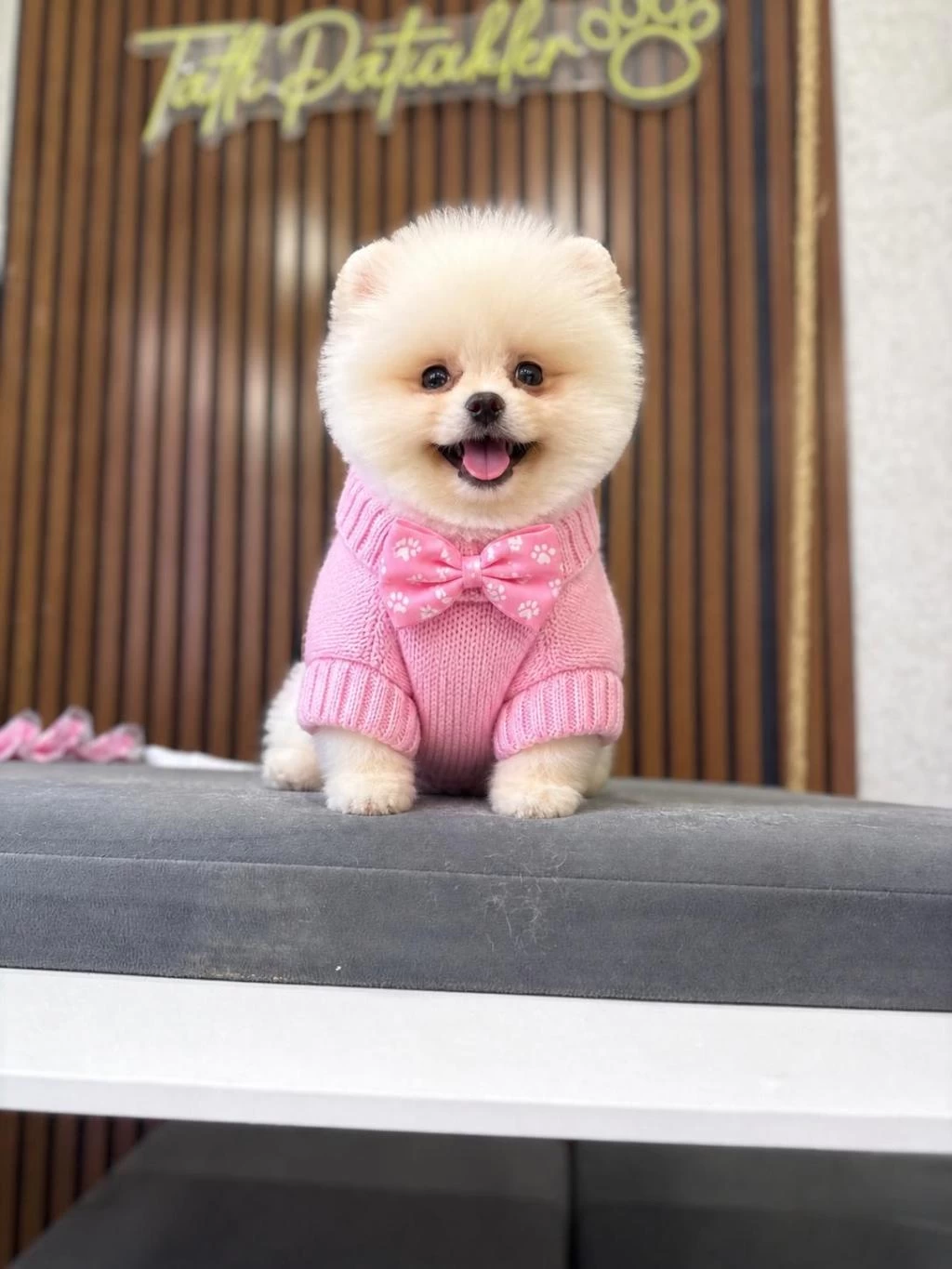 İrk Ve Sağlık Garantili Pomeranian Boo Bebekler