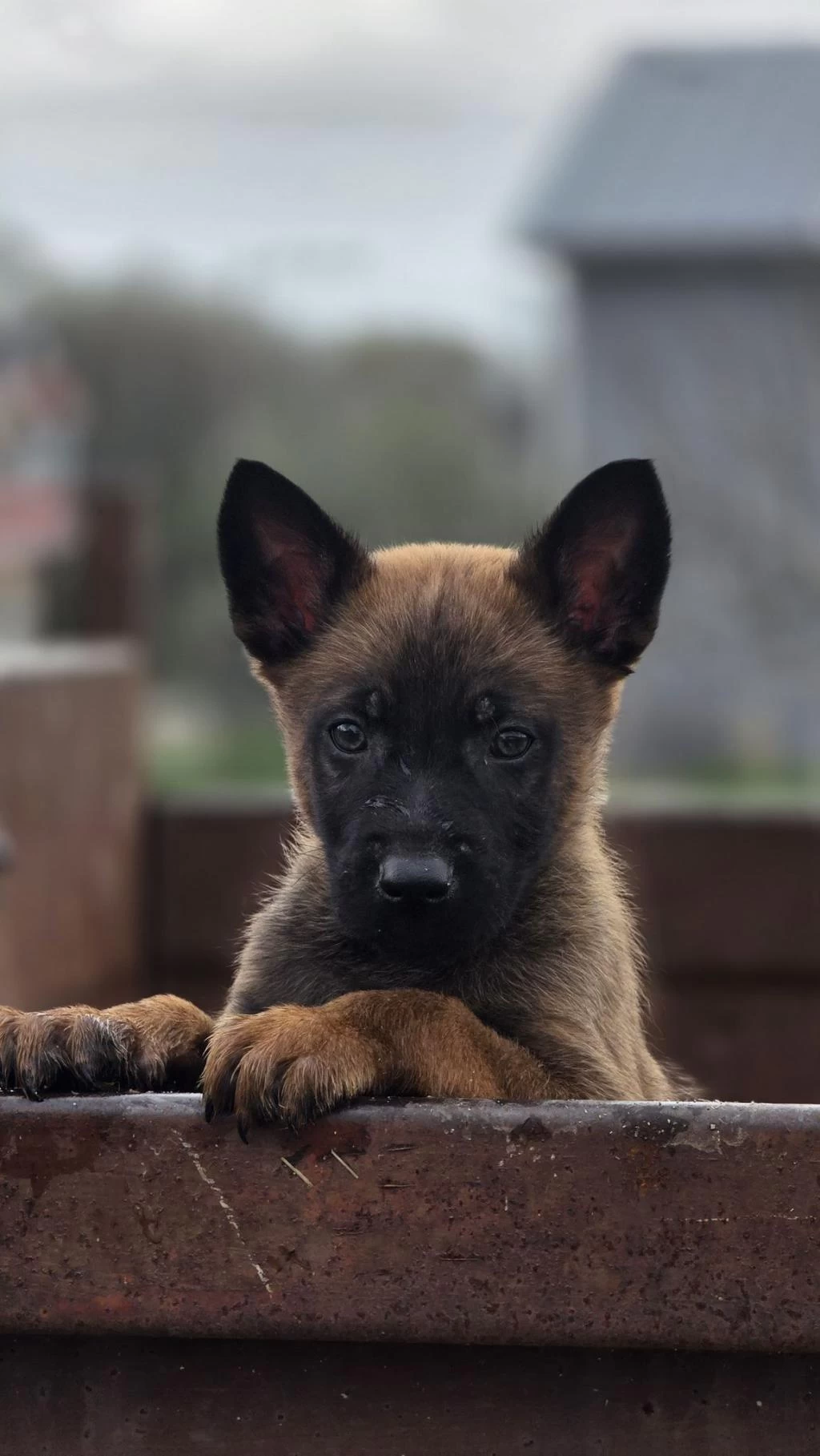 Sağlıklı Malinois Yavruları