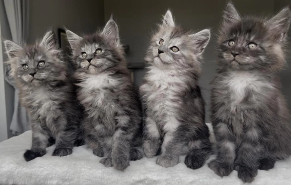 Blacksmoke Maine Coon Yavruları Granddesign Cattery