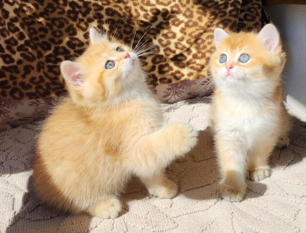 Safkan British Shorthair Ve Longhair Golden