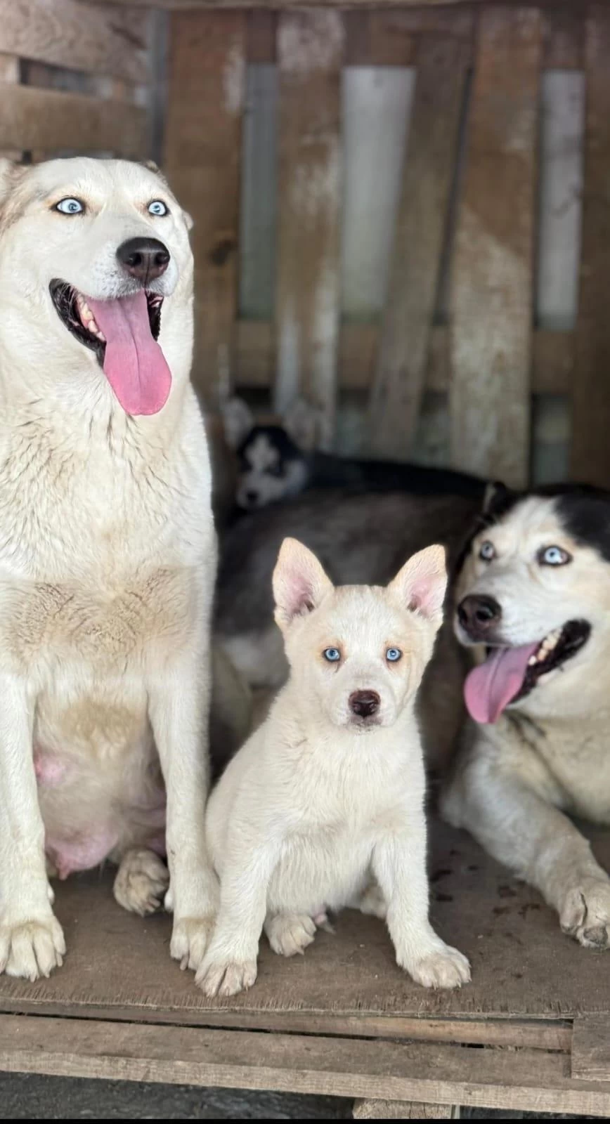 Sağlıklı Husky Yavrular