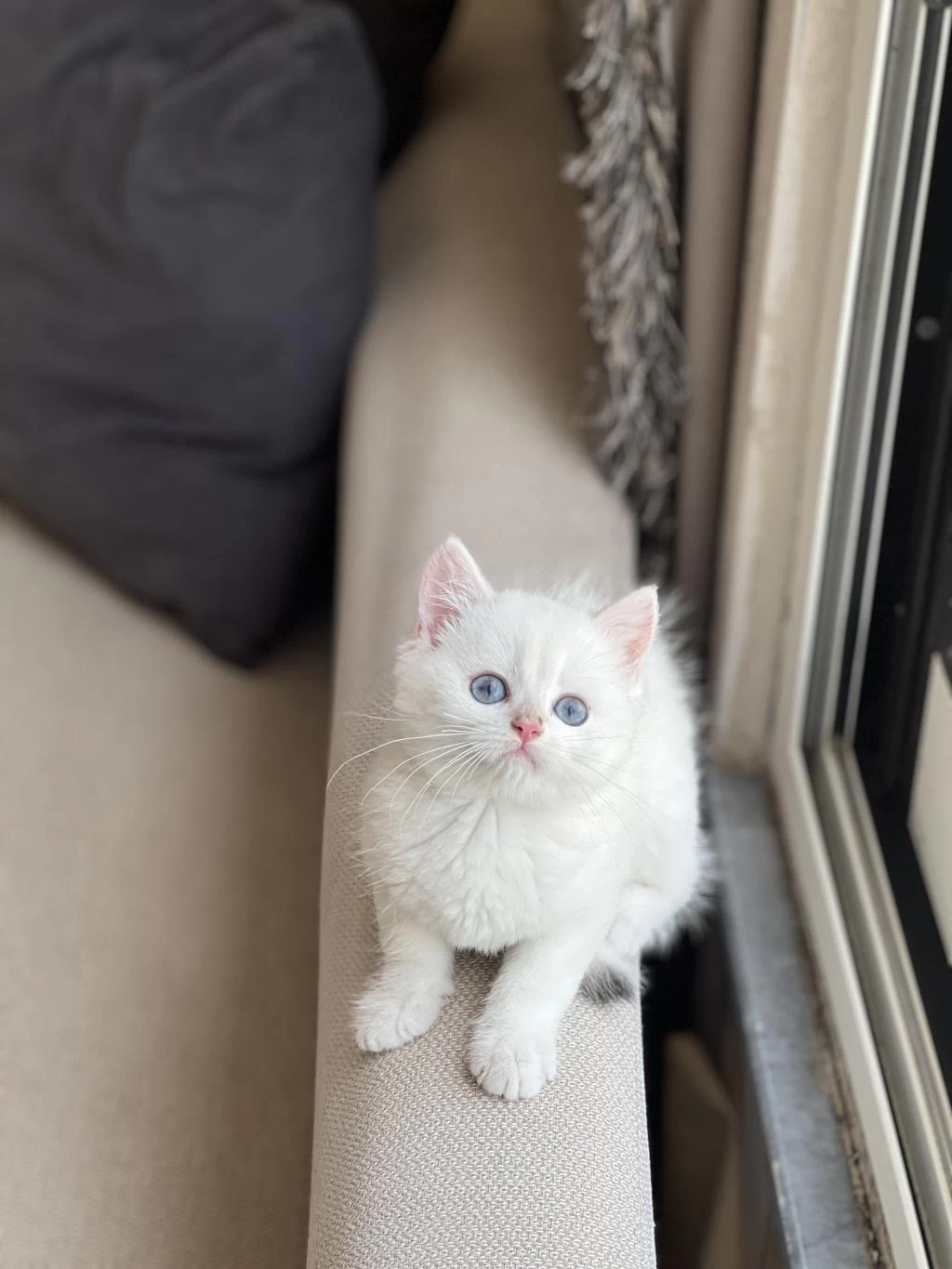 British Shorthair Beyaz Mavi Gözlü Yavrum