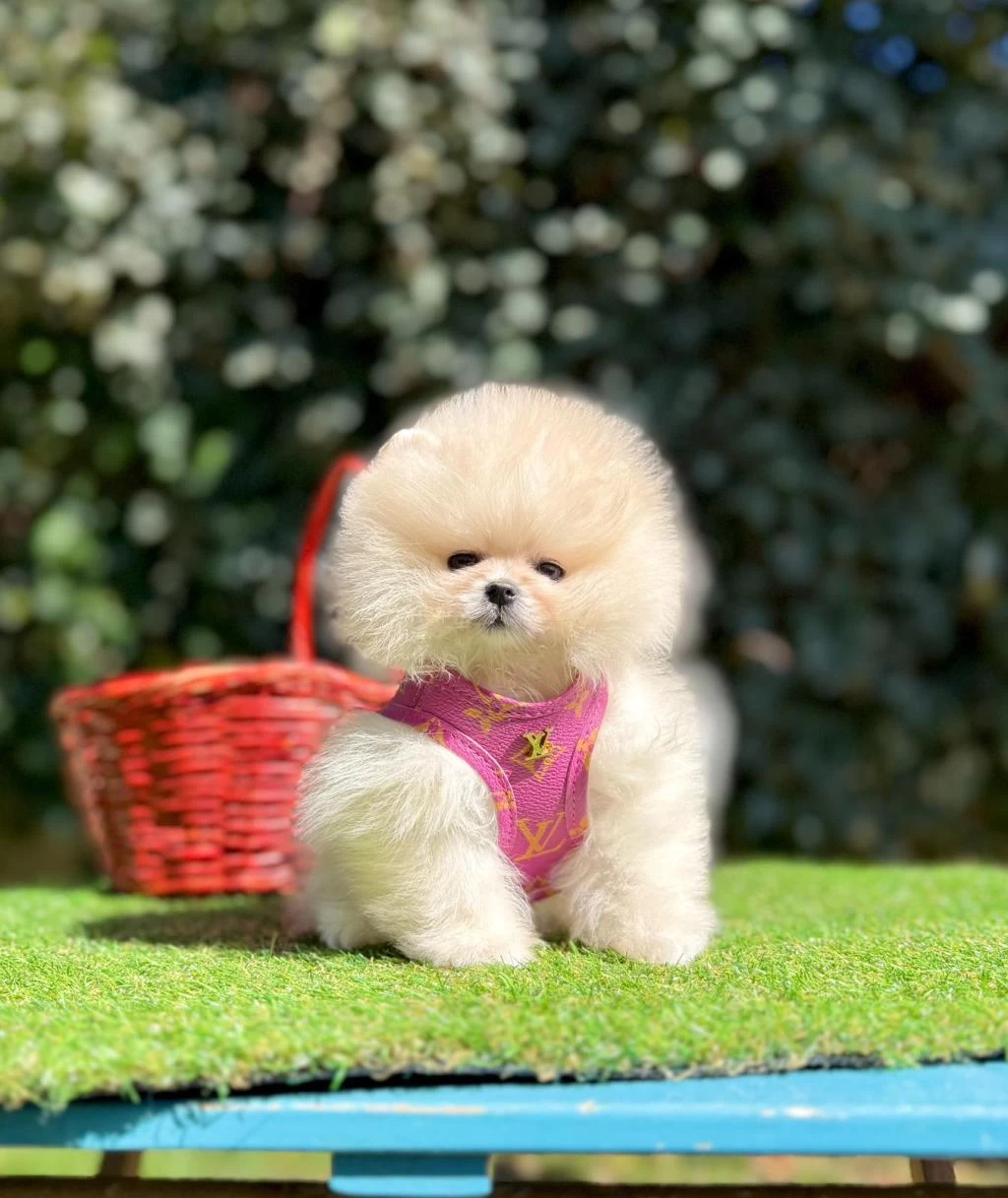 Safkan Pomeranian Boo Yavrularımız