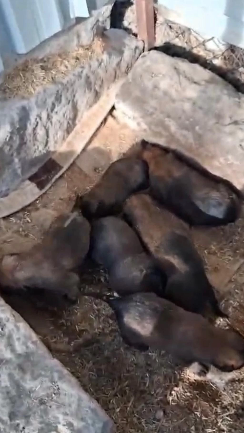 Belçika Kurdu Köpeğimiz
