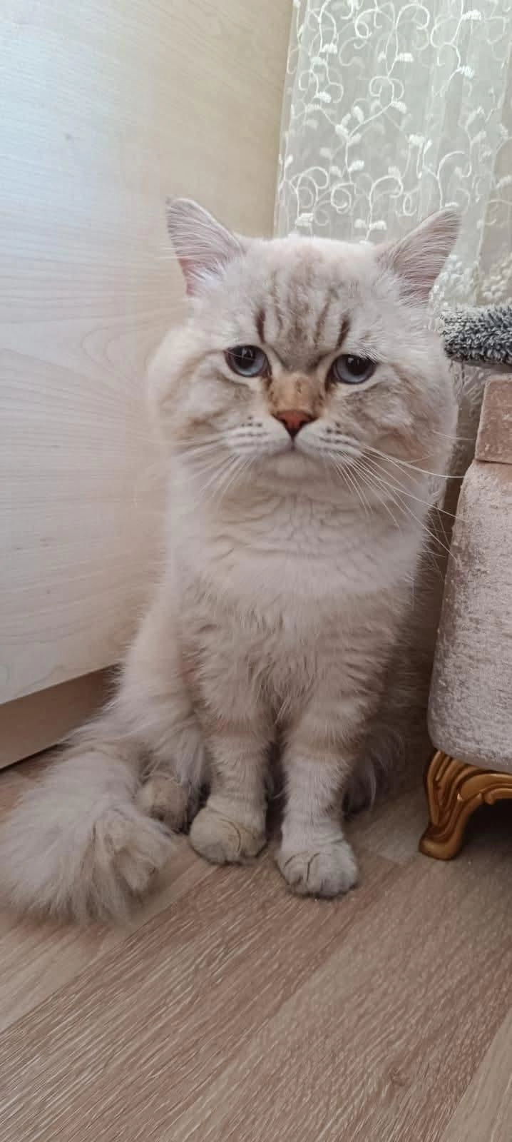 British Longhair Lynx Point