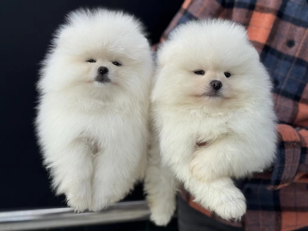 Petmode Köpek Çiftliğinde Ziyarete Açık Pomeranian