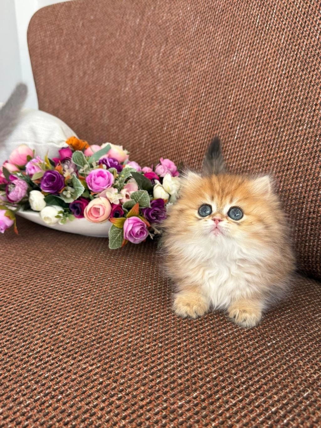 Show Kalite British Longhair Orange