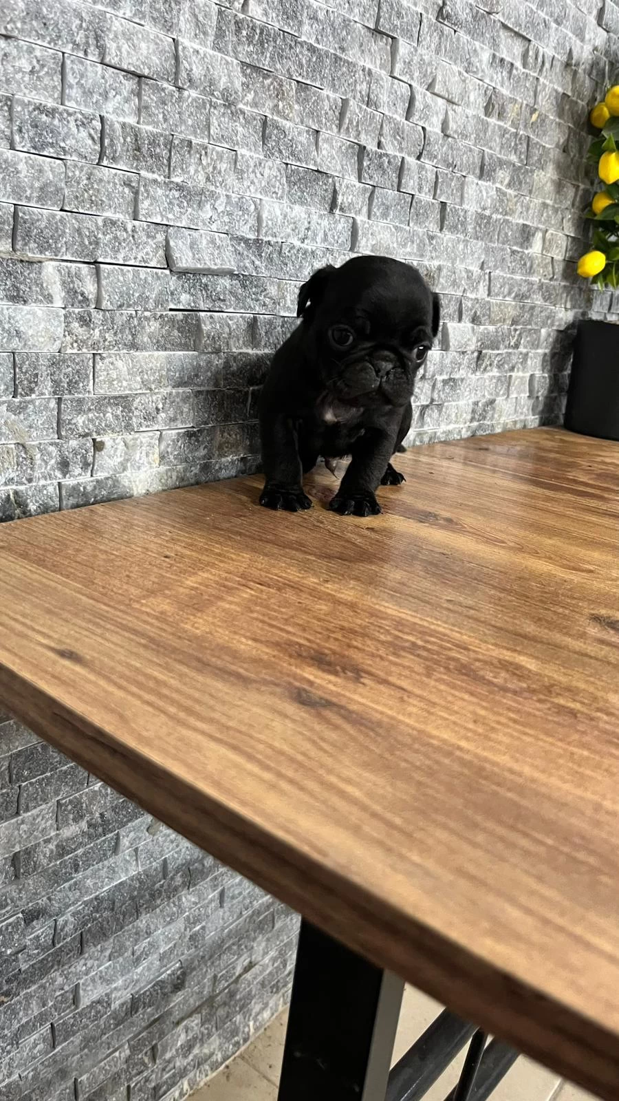 Pug Mops Yavrular İrk Sağlık Garantili