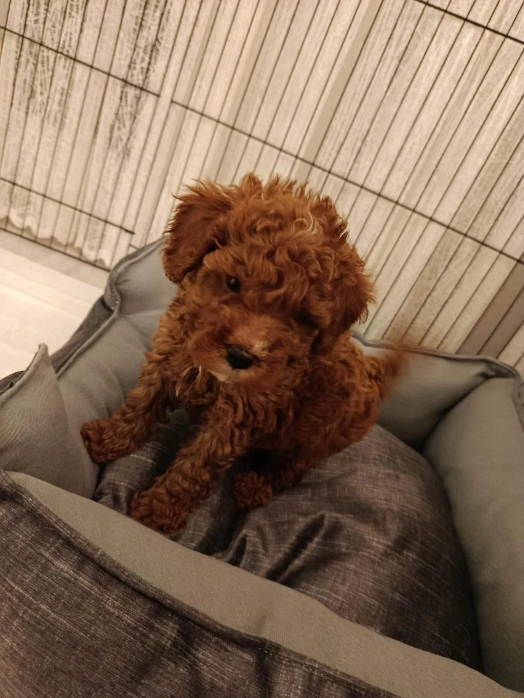 Son Uygun Orjinal Toy Poodle