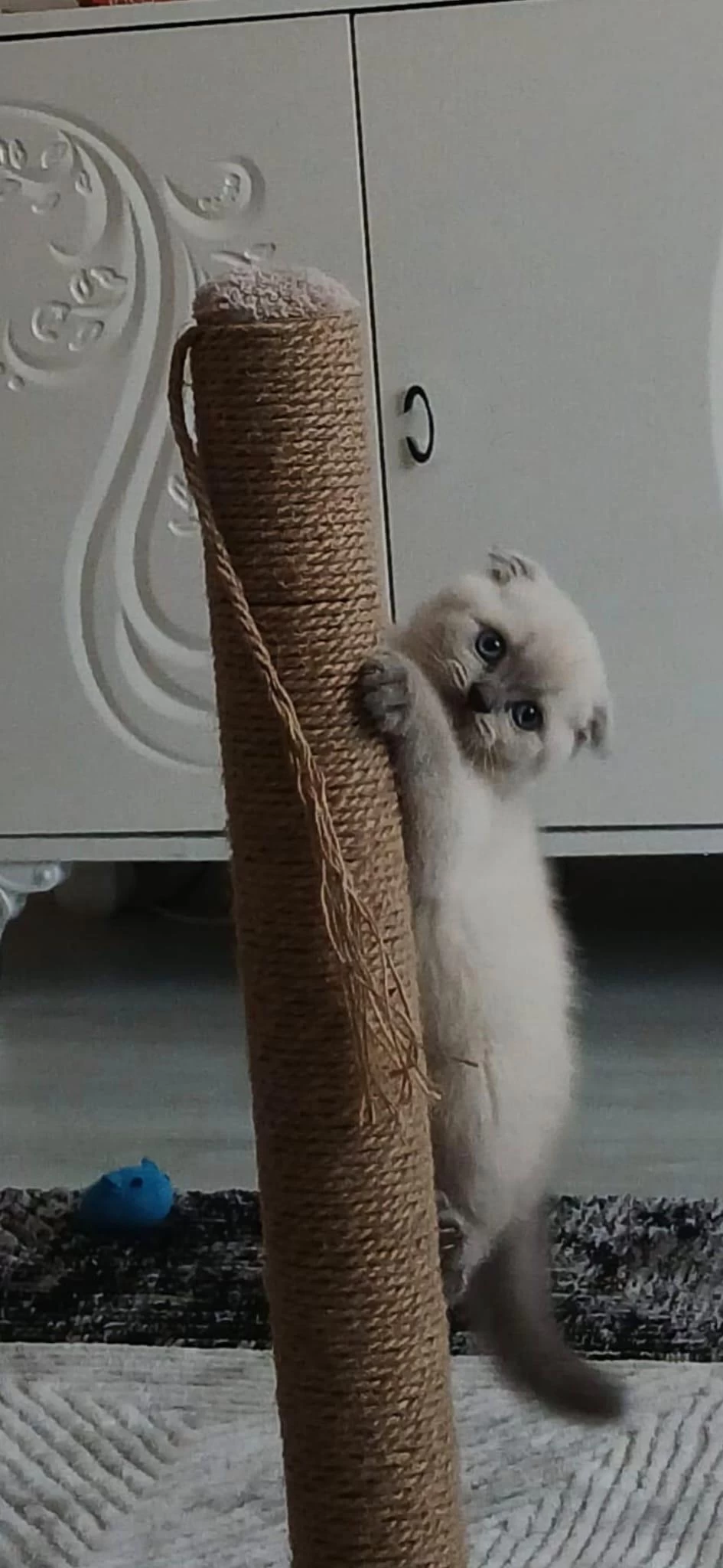 Anne Baba Şecereli İyi İrk Scottish Fold