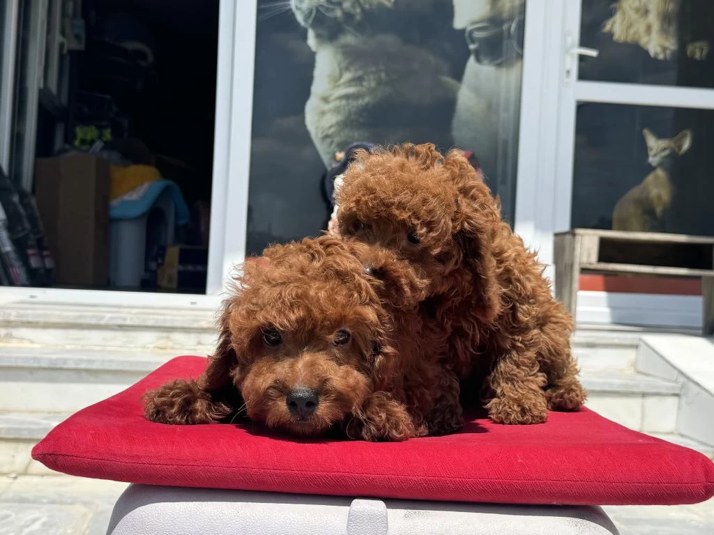 Ankaralı Ailerin İlk Tercihi Petmode Den Toy Poodle