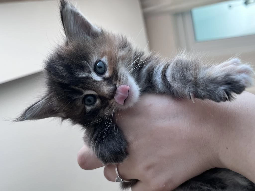 2 Aylık Dev Maine Coon
