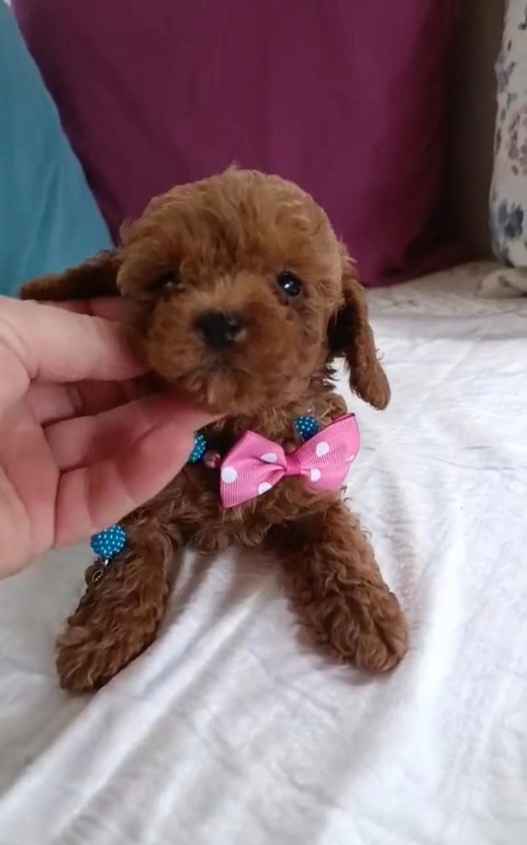 Ev Üretimi Kore Ve Kore Kan Toy Poodle Bebekler Çorlu