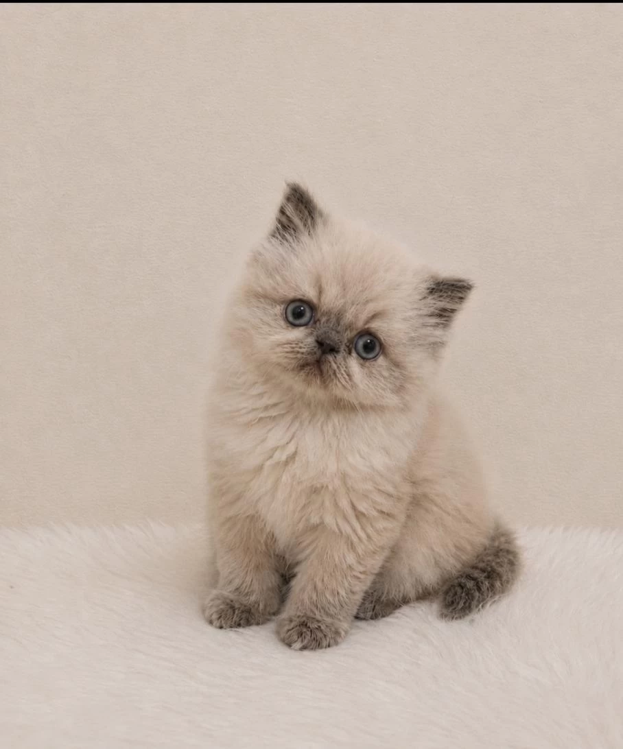 Doll Face Himalayan İran Persian