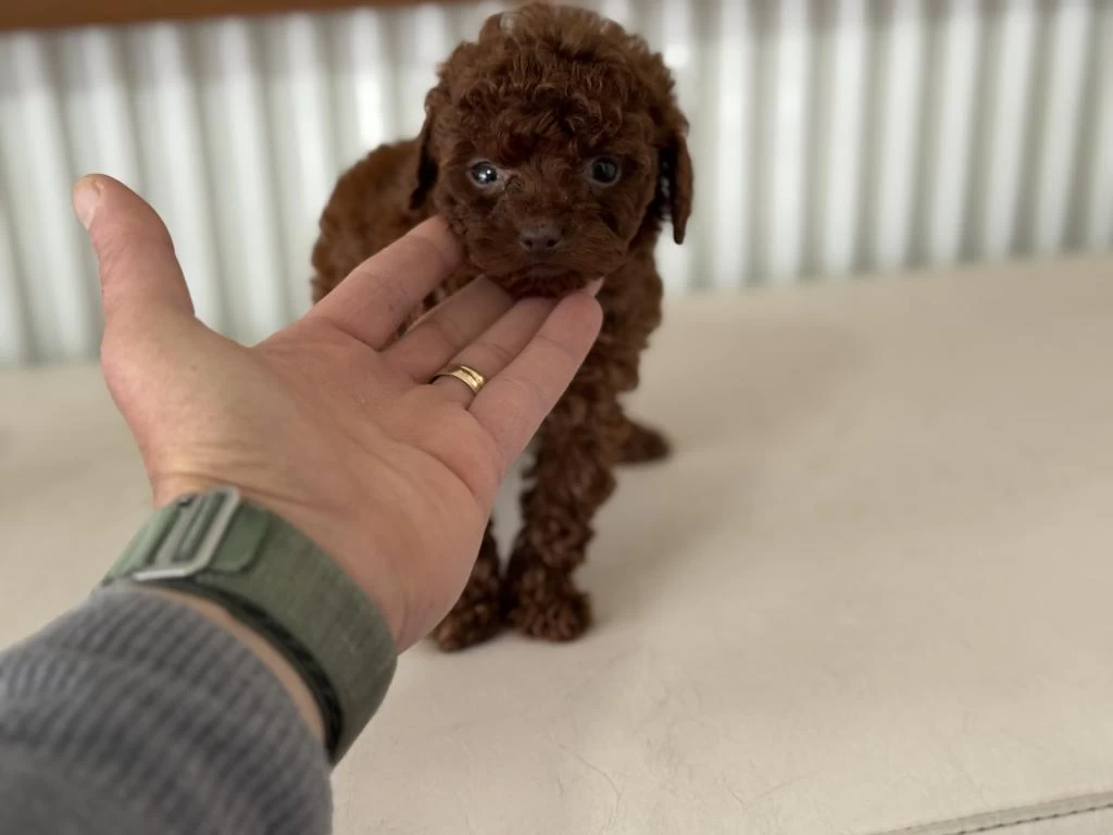 Petmode Köpek Çiftliğinden Tea Cup Kore Poodle