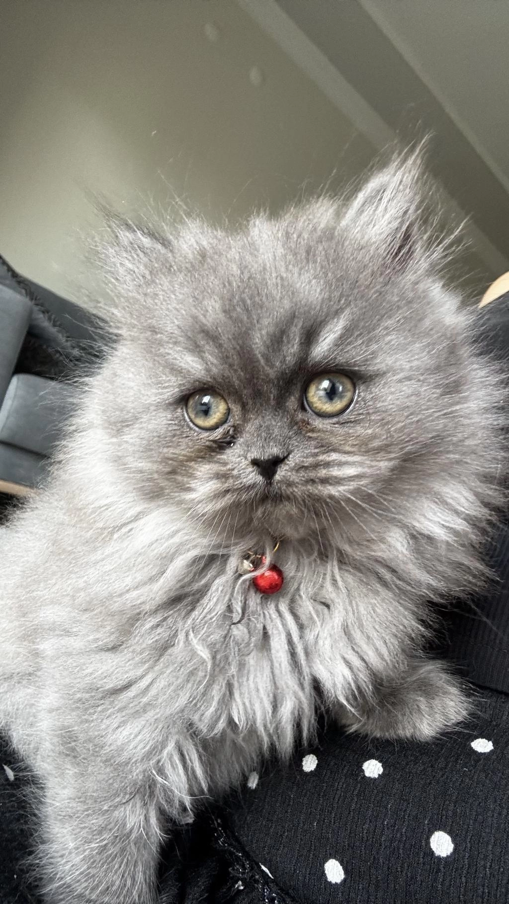 British Longhair Dişi Kedimiz