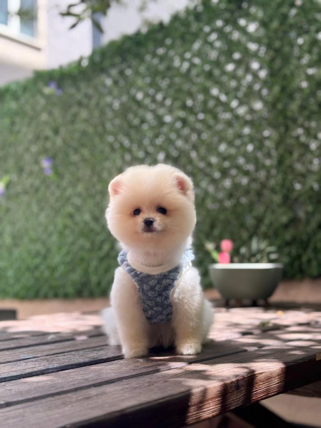 Sağlık Ve İrk Garantili Pomeranian Boo Bebek