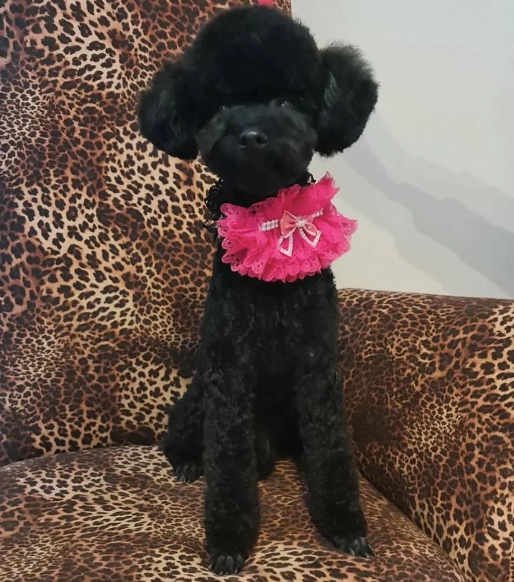 2.5 Yaşında Dişi Poodle