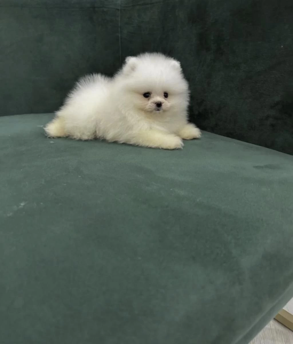 Pomeranian Teddy Bear