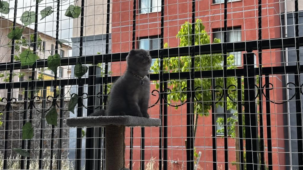 Scottish Fold Erkek Kedimiz Sahiplenilmeyi Bekliyor