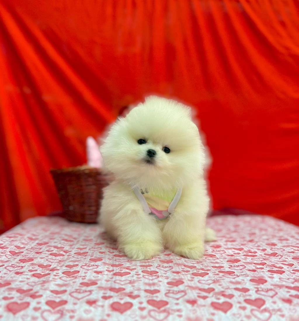 Safkan Pomeranian Boo Yavrularımız