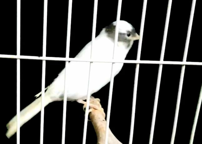 Kanarya Larim Açıklamaları Okuyalım