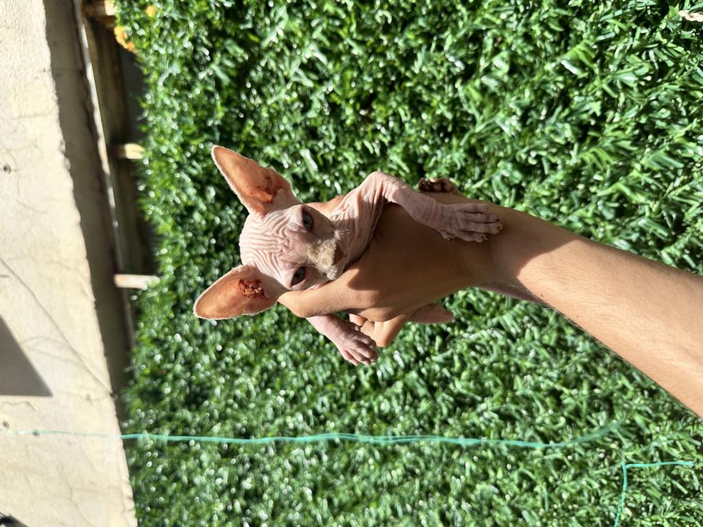 Kaliteli Sphynx Kedileri