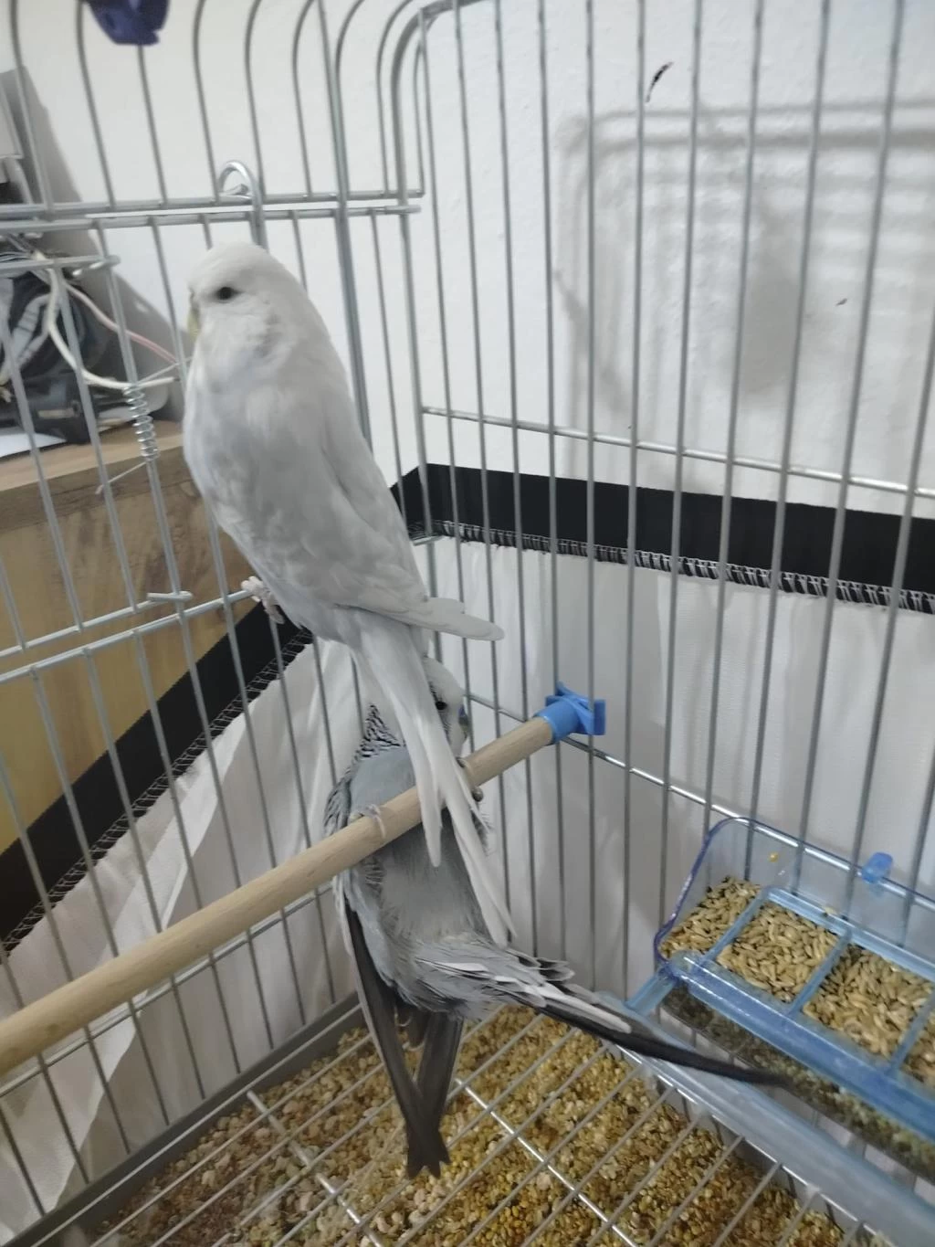 Jumbo Güzel Form Dişi Muhabbet Kuşu Gösterişli