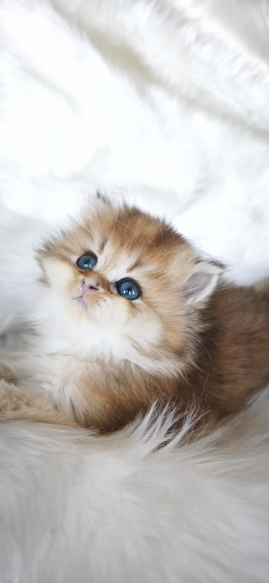 Ny25 Dişi British Longhair