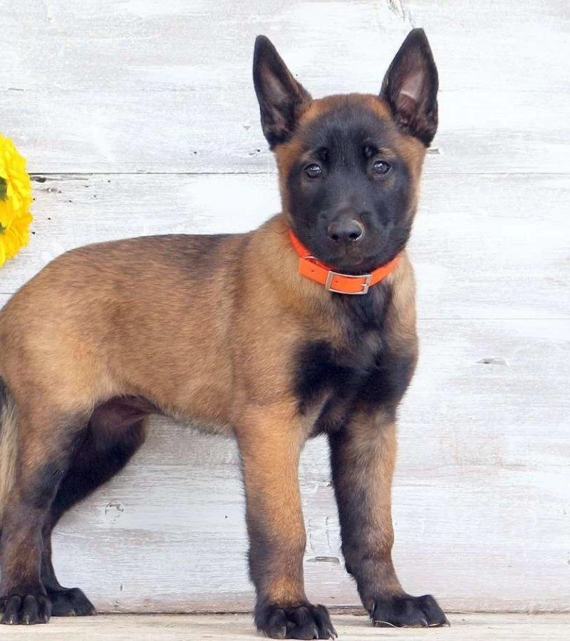 Ruhsatlı Resmi İşletmeden Taksit Avantajıyla Malinois
